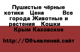 Пушистые чёрные котики › Цена ­ 100 - Все города Животные и растения » Кошки   . Крым,Каховское